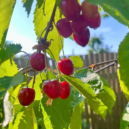 Solar - House With Private Garden * 派尔努