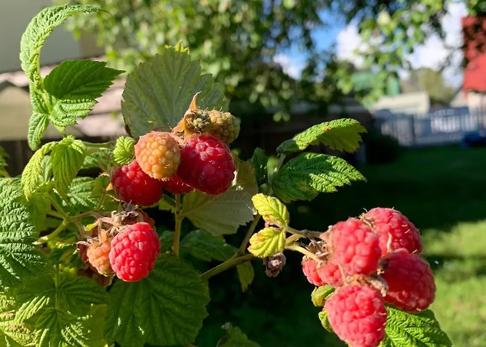 Solar - House With Private Garden 公寓 派尔努