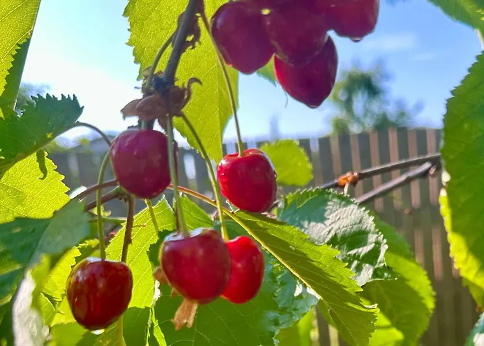 Solar - House With Private Garden * 派尔努